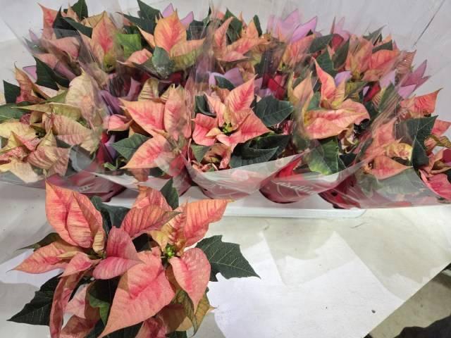 <h4>EUPHOR P ICE PRINCES</h4>