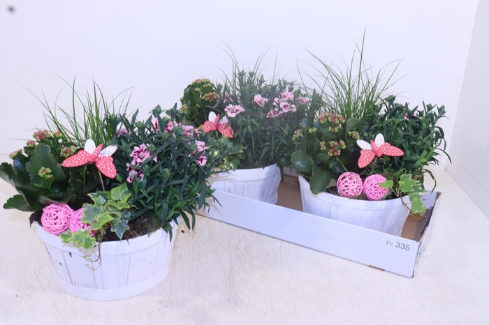 <h4>ARR TUINPLANTEN</h4>