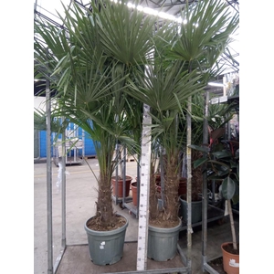 Trachycarpus fortunei