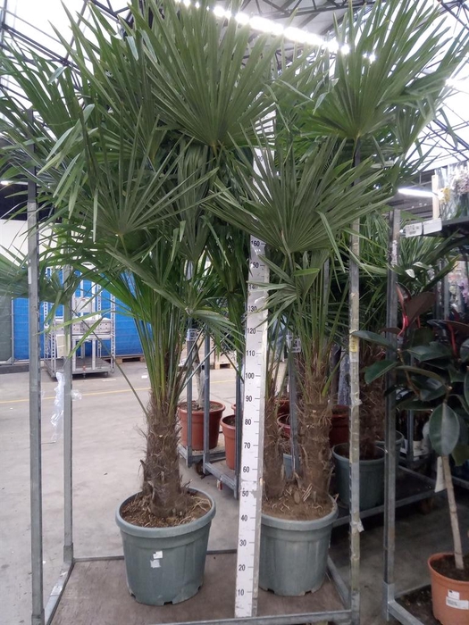 <h4>Trachycarpus fortunei</h4>