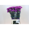 Dianthus St Florigene Moonlite