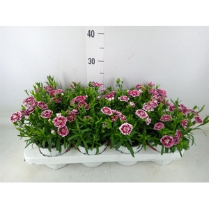 Dianthus  'Oscar White And Red'