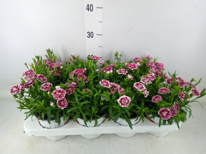 <h4>Dianthus  'Oscar White And Red'</h4>
