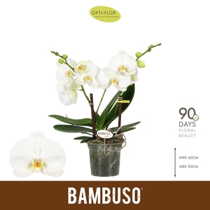 Bambuso Sequoia >2 spike