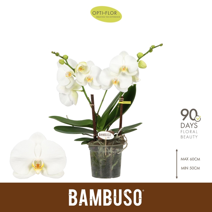 <h4>Bambuso Sequoia >2 spike</h4>