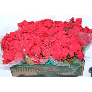 BEGONIA BALADIN P15