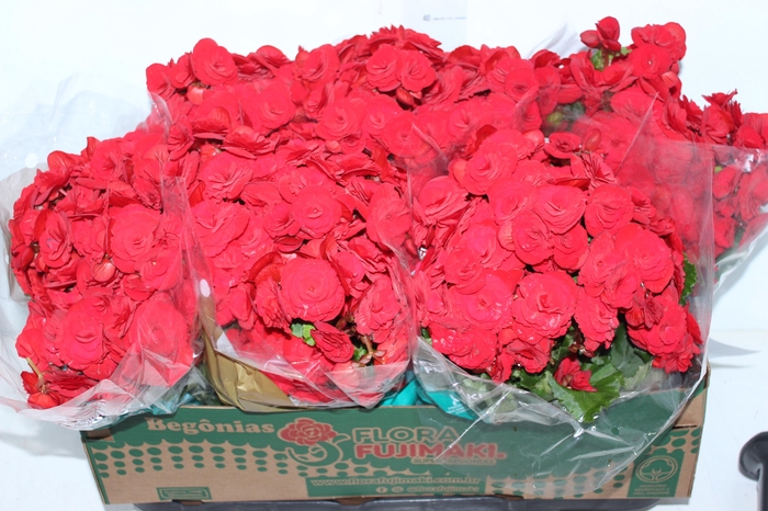 <h4>BEGONIA BALADIN P15</h4>