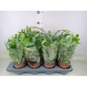 Phlebodium aureum 'Blue Star'