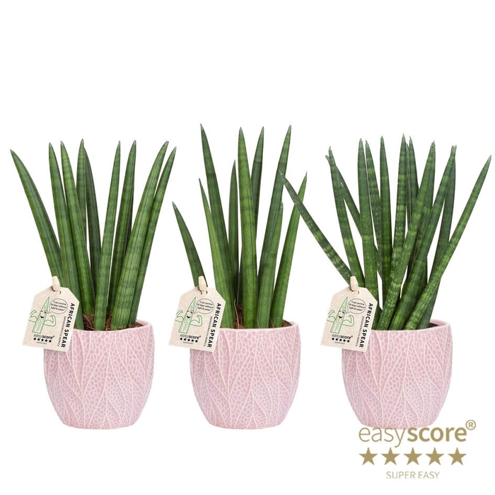 <h4>Leaf Rosa Sansevieria mix</h4>