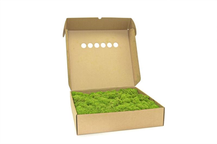 Ijslandmos (reindeer) Light Green