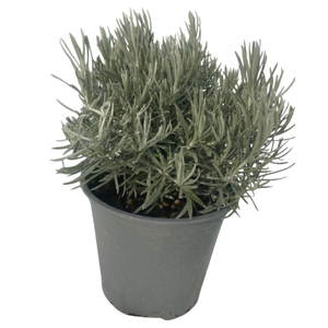 Helichrysum italicum