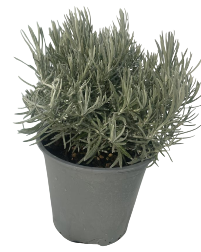 <h4>Helichrysum italicum</h4>