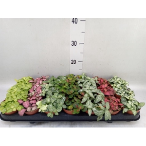 Fittonia   ...mix 7