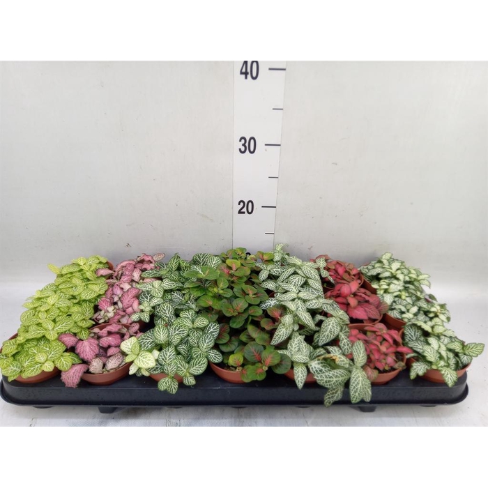 <h4>Fittonia   ...mix 7</h4>