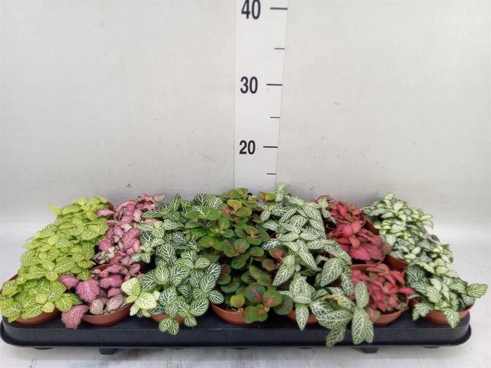 Fittonia   ...mix 7