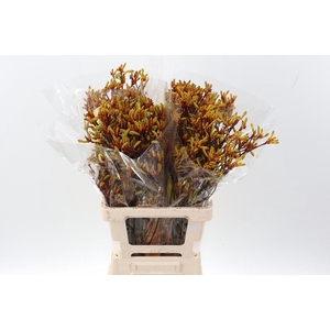 Anigoz Orange Velvet