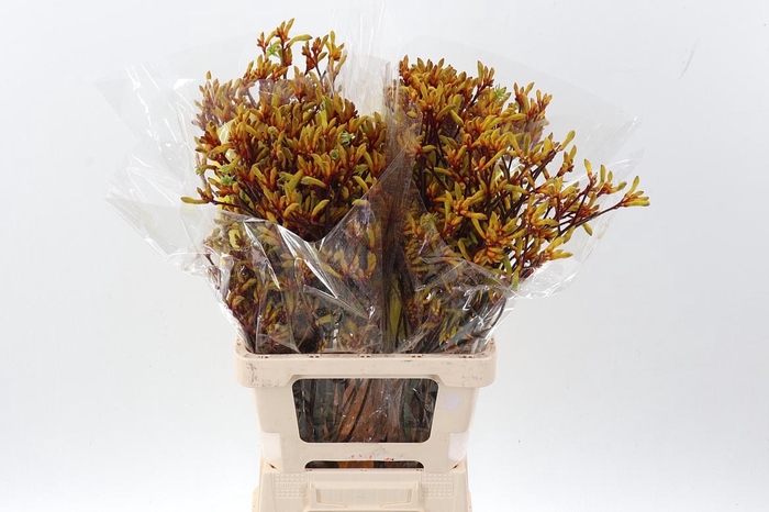 <h4>Anigoz Orange Velvet</h4>