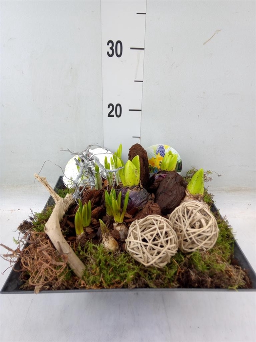 <h4>Arr.   Bol/Knolgewas L%</h4>