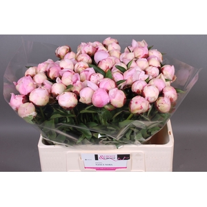 Paeonia Nancy Nora