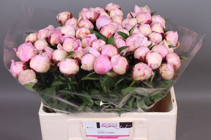 <h4>Paeonia Nancy Nora</h4>