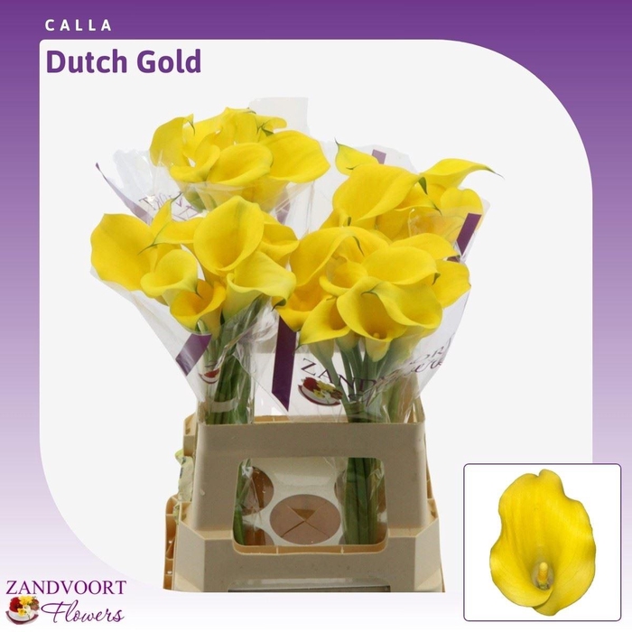 <h4>Calla Dutch Gold</h4>