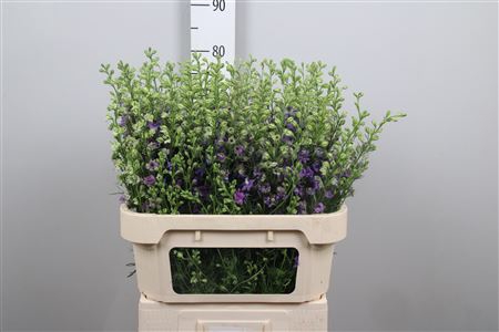 <h4>Cons R Q Violet/lilac</h4>
