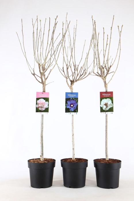 <h4>Hibiscus syriacus</h4>