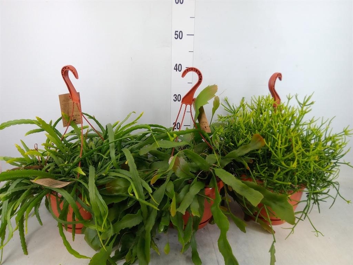 <h4>Rhipsalis   ...mix</h4>