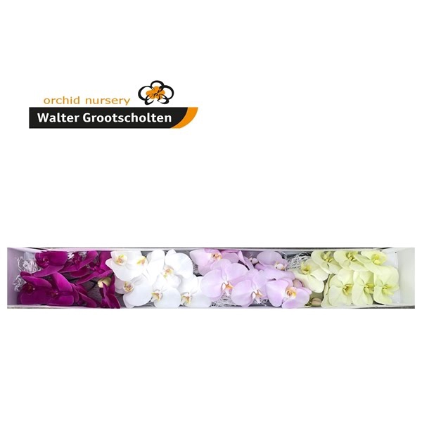 <h4>Phal Surprise Mix 25 Flowers</h4>