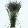 Calamagrostis Brachy El Dorado