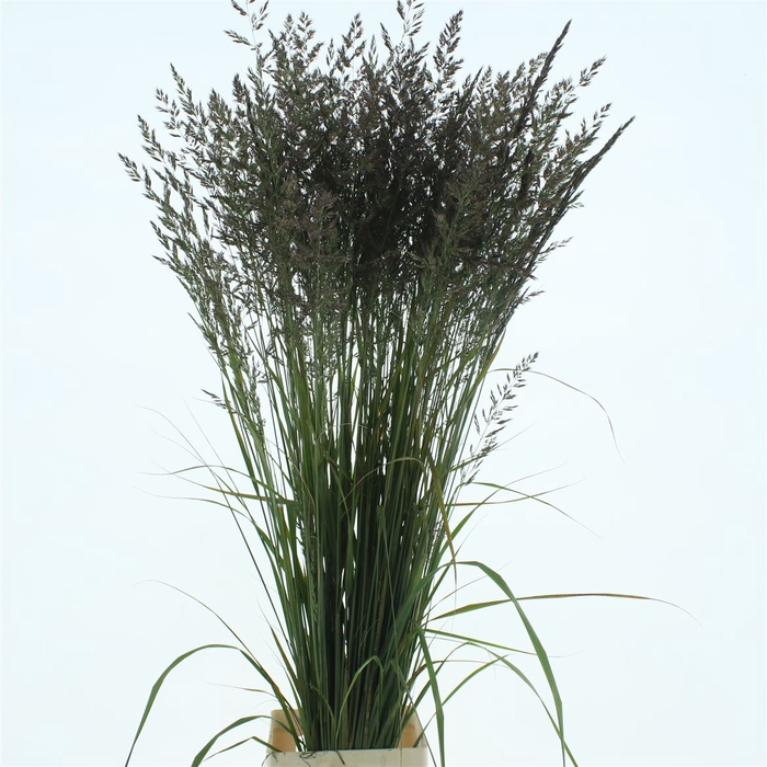 Calamagrostis Brachy