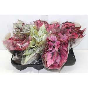 BEGONIA BELEAF P15 PO