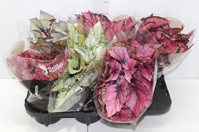 <h4>BEGONIA BELEAF P15 PO</h4>