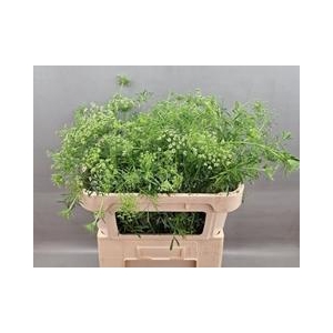 AMMI MAJUS
