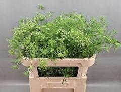 <h4>AMMI MAJUS</h4>