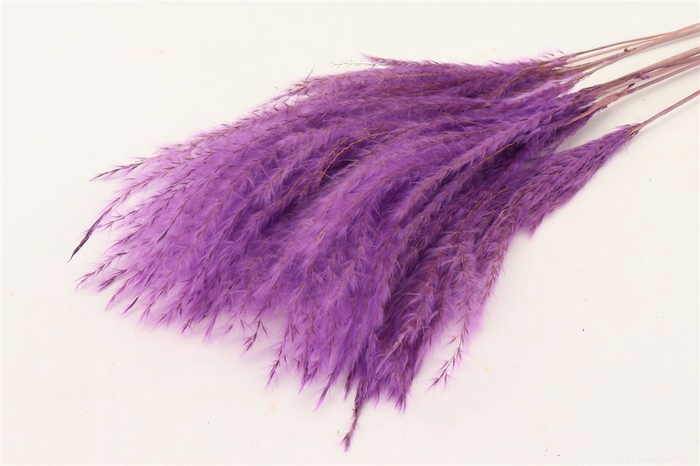 Bunch Fluffy Silver Grass 10pcs L75