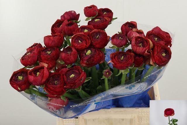 <h4>RAN SU TANGO</h4>