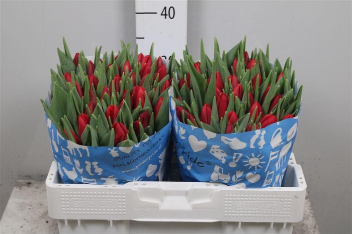 <h4>Tu En Red Stone</h4>