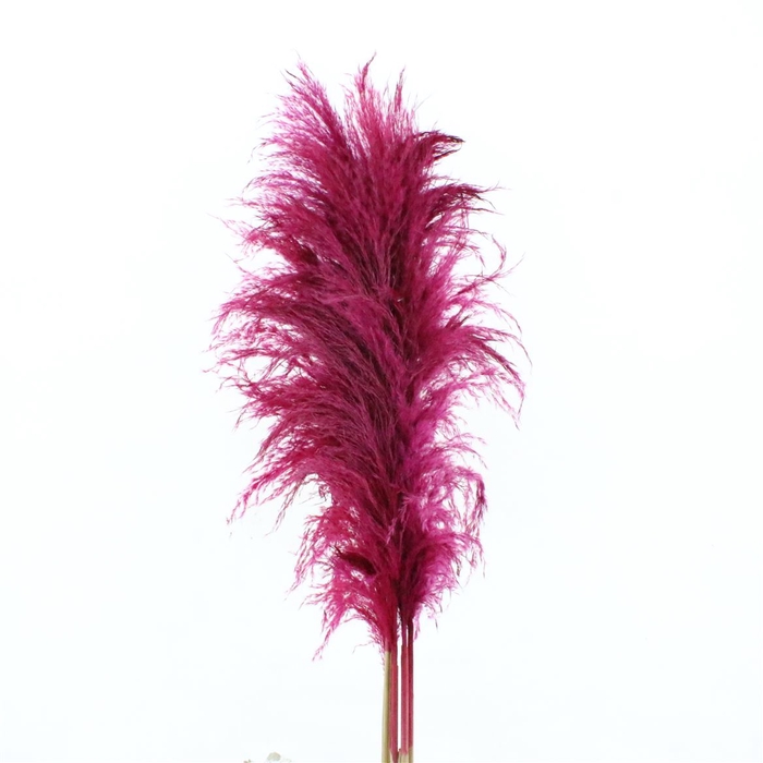 <h4>Corta Dried X X L Cerise P St</h4>