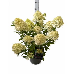 HYDR PA LIMELIGHT