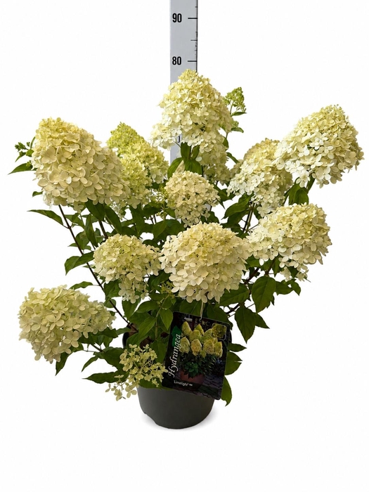 <h4>HYDR PA LIMELIGHT</h4>