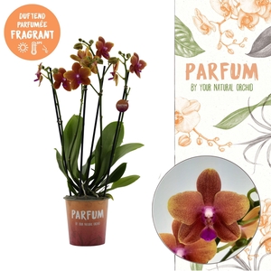 Parfum | Bolgheri | Phalaenopsis 4 spike