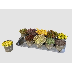 SEDUM GEM