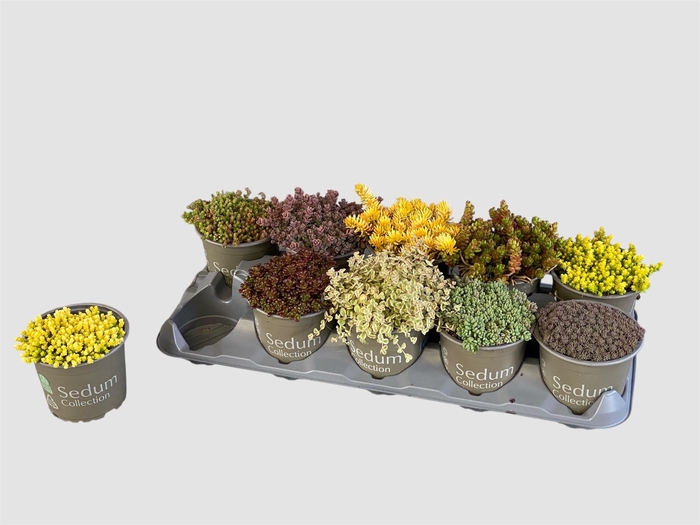 <h4>SEDUM GEM</h4>