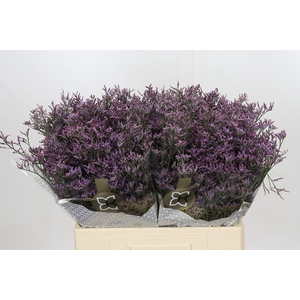 Limonium ov Piuma Sky