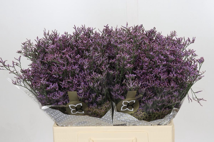 Limonium ov Piuma Sky