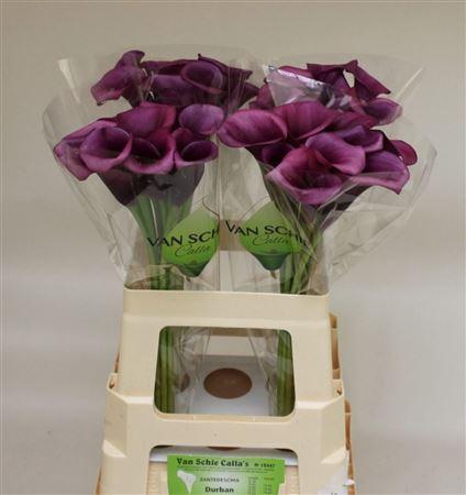 <h4>CALLA  'DURBAN'</h4>
