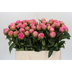Paeonia Pink Perfait
