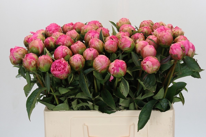 <h4>Paeonia Pink Perfait</h4>