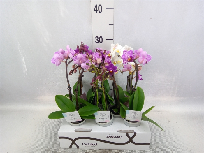 <h4>Phalaenopsis   ...mini</h4>